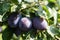 Fruits on plumtree