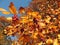 Fruits of prickly hawthorn Crataegus oxyacantha