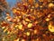 Fruits of prickly hawthorn Crataegus oxyacantha