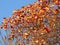 Fruits of prickly hawthorn Crataegus oxyacantha