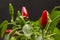 Fruits of red capsicum close up