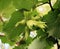 Fruits ripen on a hazelnut branch