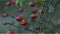 Fruits of rose hip on his bush