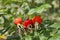 Fruits from rosehips with vitamin C. harvest