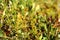 Fruits of saxifraga aizoides, the yellow mountain saxifrage