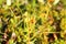 Fruits of saxifraga aizoides, the yellow mountain saxifrage