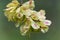 Fruits of a Scots elm Ulmus glabra