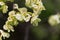 Fruits of a Scots elm Ulmus glabra