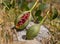 Fruits with seeds  of a climbing plant Capparis spinosa