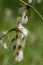 The fruits and seeds of the cottongrass Eriophorum latifolium