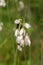 The fruits and seeds of the cottongrass Eriophorum latifolium