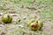 Fruits with the seeds of elephant apple, chulta, chalta or ouu.