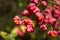 Fruits and seeds of Euonymus europaeus