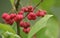 The fruits of a Spindle Tree, Euonymus europaea, growing in the wild.