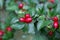 Fruits of a spreading cotoneaster, Cotoneaster divaricatus