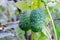 Fruits of squirting cucumber plants - Ecballium elaterium.