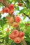 Fruits of Syzygium malaccense