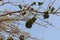 Fruits of an umbrella thorn acacia, Vachellia tortilis