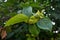 The fruits of unripe persimmon