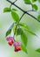 Fruits warty euonymus