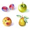 Fruits watercolor set - plums, apple, pear, peach