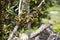 Fruits wild fig tree forest in Madagascar