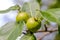 Fruits of a wild pear ripen on a tree