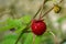 Fruits. Wild strawberries