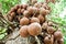 Fruits on wood apple tree