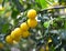Fruits of yellow cherry plum on a branch Prunus cerasifera