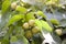 Fruits of Yellow mallow tree, Coast cotton tree or Hibiscus tilliaceus is a Thai herb.