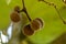 Fruits of yellow vine or Coscinium fenestratum from Western Ghats, endangered species