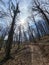 Fruska Gora forest Suma Walkway woods spring path