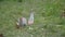 Frustrated squirrel with bag of nuts