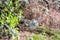 Fruticose Lichen `Usnea` Old Man`s Beard or Beard Lichen Growing on Branches of a Tree i