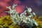 The fruticulous lichen Ramalina farinacea on a branch in a beech forest