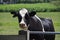 Frysian Holstein black and white cow in a land