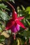Fuchsia `Beacon`