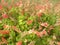 Fuchsia Begonia