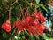 Fuchsia Begonia Begonia foliosa var. miniata Planch. & Linden L.B. Sm. & B.G. Schub or Fuchsein-Schiefblatt