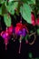 Fuchsia bloom