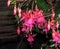 Fuchsia In Bloom