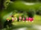 Fuchsia in bloom, selective focus. Hanging cluster of the fuchsia plant