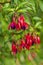 Fuchsia blooming family Onagraceae, evergreen ornamental plant. Red flowers bells with lilac petals inside. Beautiful