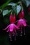 The Fuchsia blooms like a waterfall, hanging from the eaves, clear, raindrops beautiful flowers