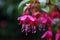 The Fuchsia blooms like a waterfall, hanging from the eaves, clear, raindrops beautiful flowers