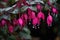 The Fuchsia blooms like a waterfall, hanging from the eaves, clear, raindrops beautiful flowers