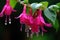 The Fuchsia blooms like a waterfall, hanging from the eaves, clear, raindrops beautiful flowers