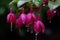 The Fuchsia blooms like a waterfall, hanging from the eaves, clear, raindrops beautiful flowers