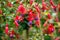 Fuchsia blossom closeup in home green garden